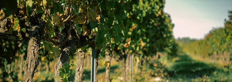 Image représentant la catégorie 'Biodiversité'